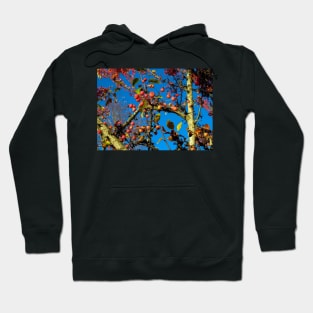 Crab Apples Against Bright Blue Sky Hoodie